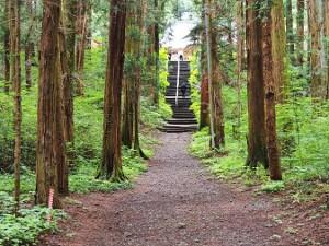 奥に石段があり、左右に木が生い茂る一本道