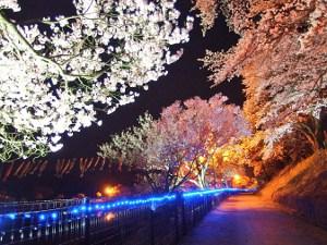 イルミネーションにライトアップされた荒神桜の写真
