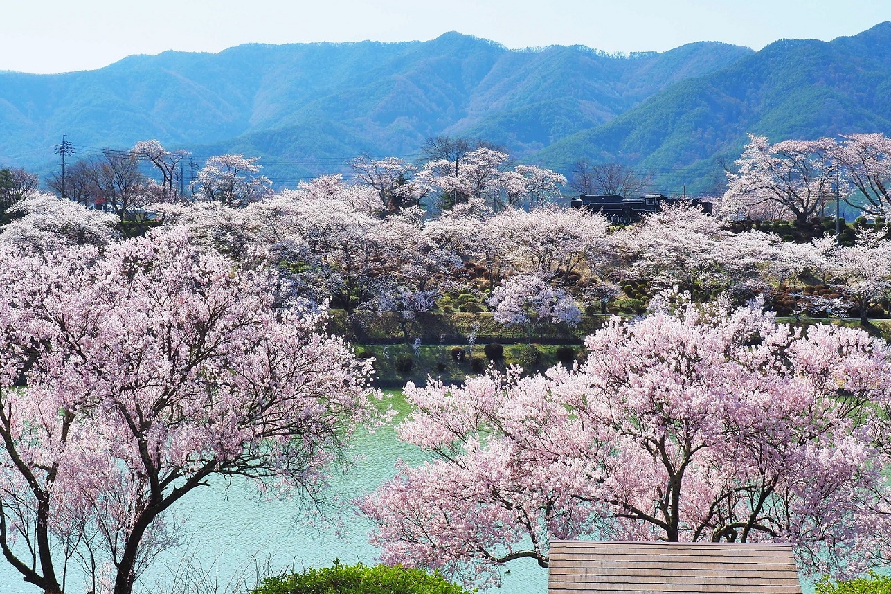 満開の荒神山公園の桜