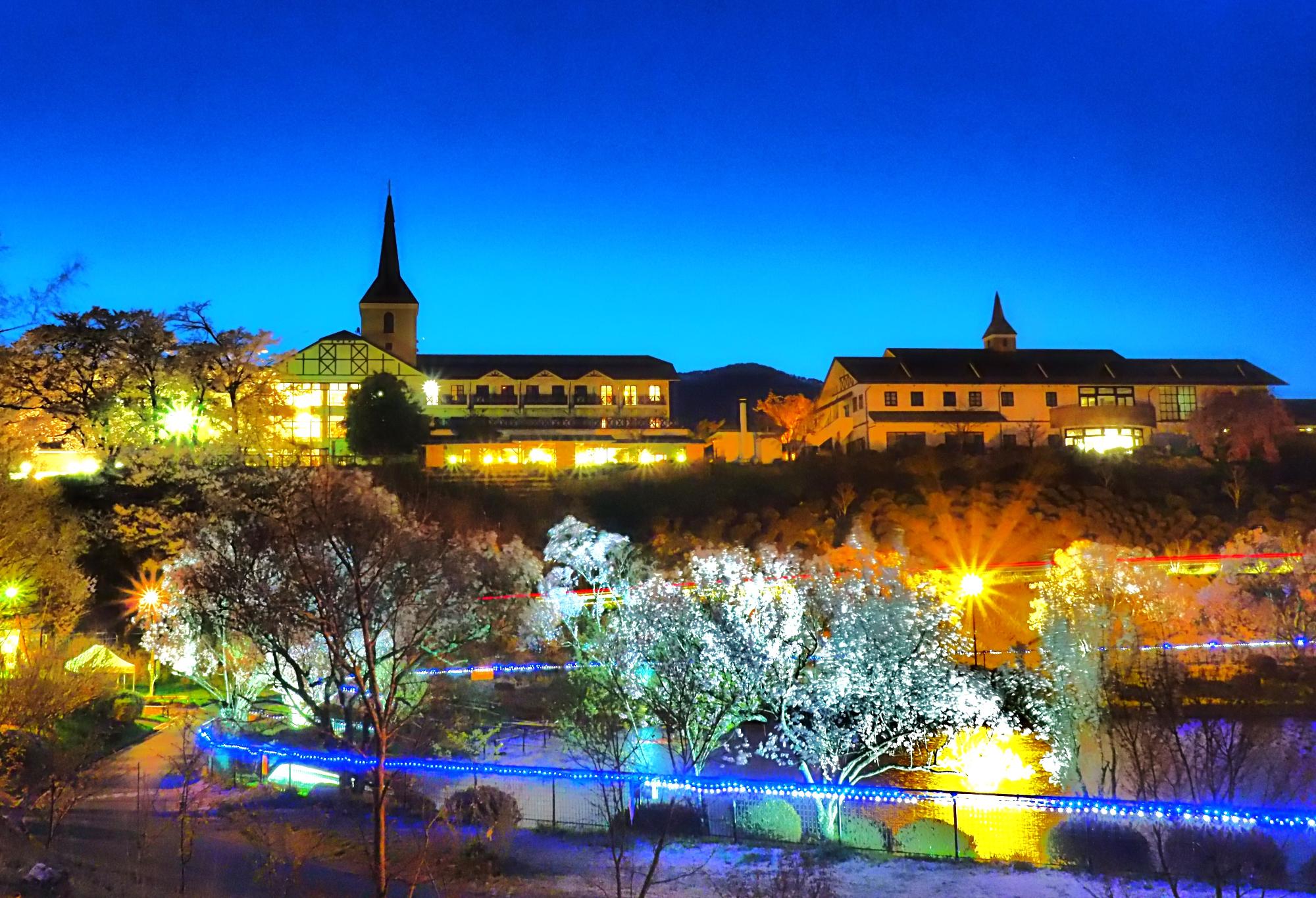 荒神山公園のライトアップされた桜