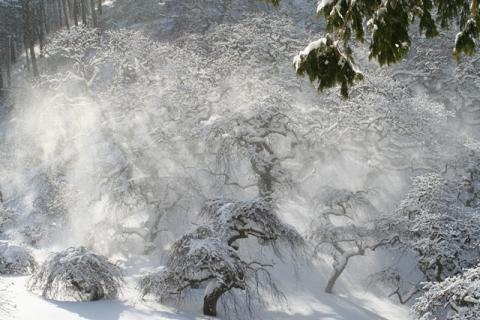 山の斜面に佇む雪化粧のしだれ栗の木々の写真