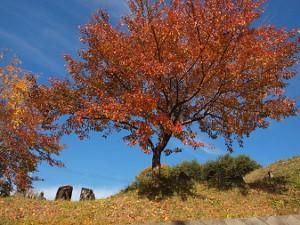 紅葉している木下に並ぶ道祖神の写真