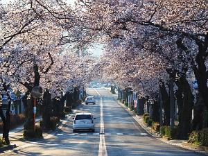 城前通りの桜が満開になっている桜並木の写真