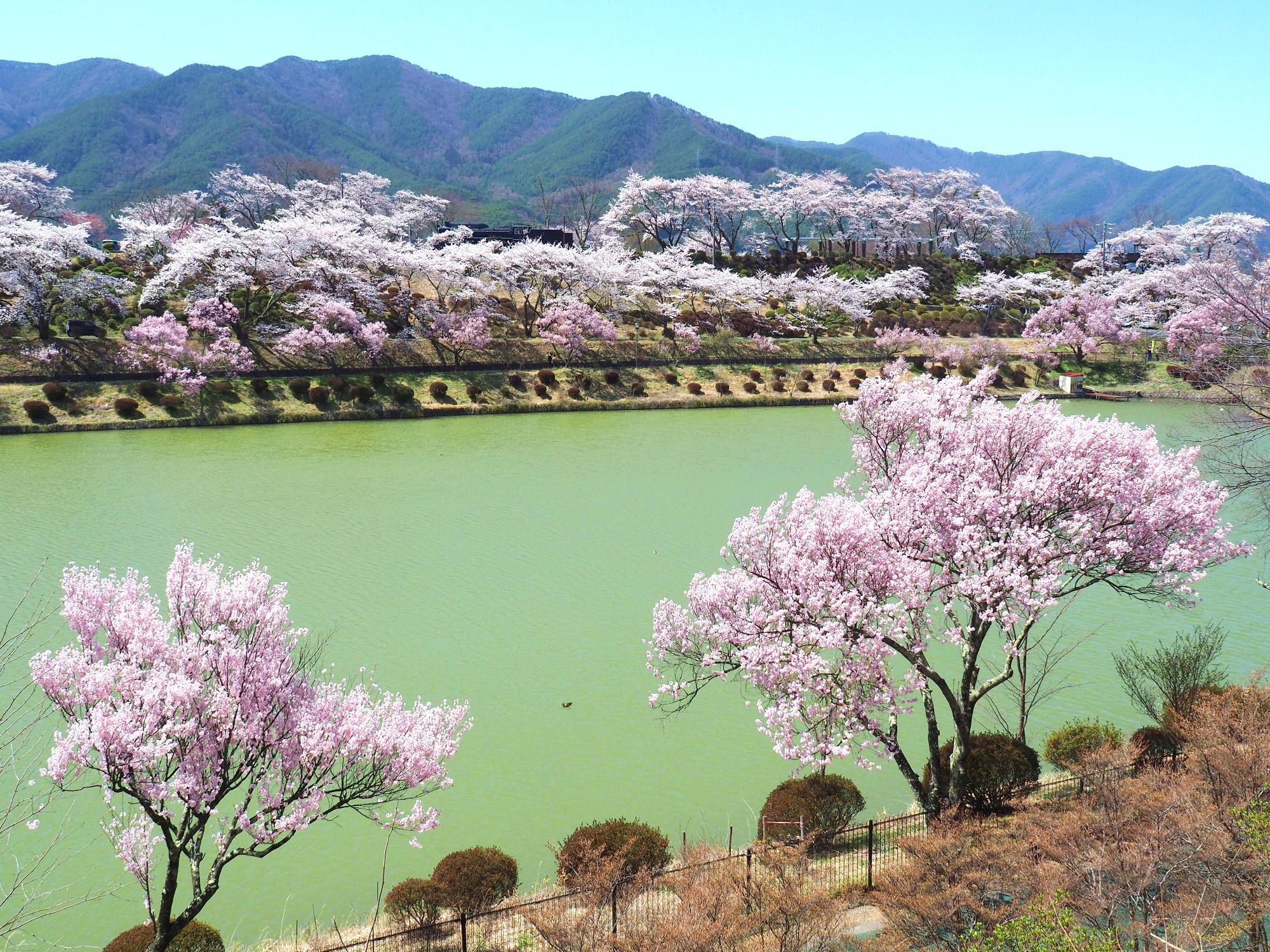 たつの海と周囲に咲く桜の写真