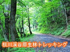 青青とした木に囲まれた山中の登山道の写真