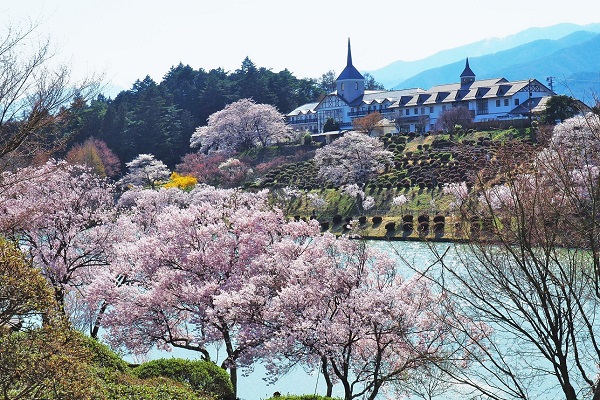 荒神山の桜が満開に咲き誇っている写真
