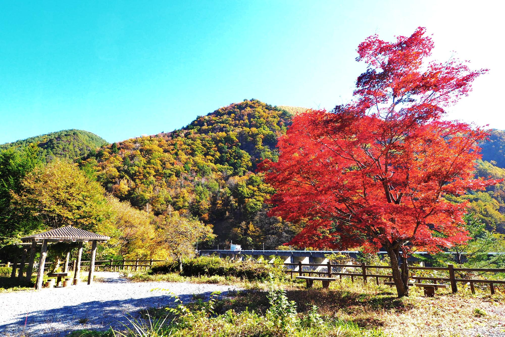 横川ダム紅葉始まり