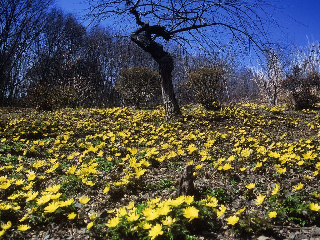 黄色い花の沢底の福寿草の真ん中に葉が付いていない木が1本立っている写真