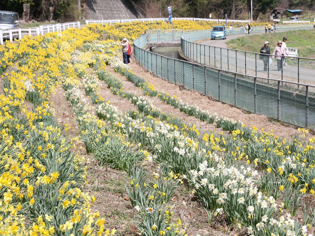 黄色と白の花を咲かせている神戸の水仙の脇を数人の人が歩いている様子の写真