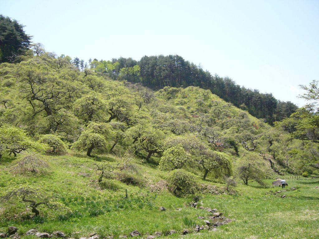 青い空が広がり、山の中腹に複数生えている小野のしだれ栗の写真